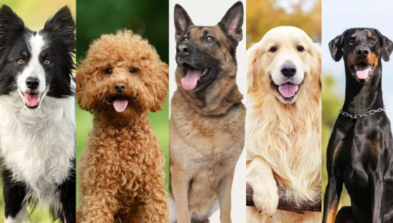 Raças inteligentes de cães: quais são as mais fáceis de treinar e por quê?