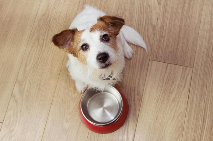 Alimentação natural vs. ração: qual é a melhor escolha para seu pet?
