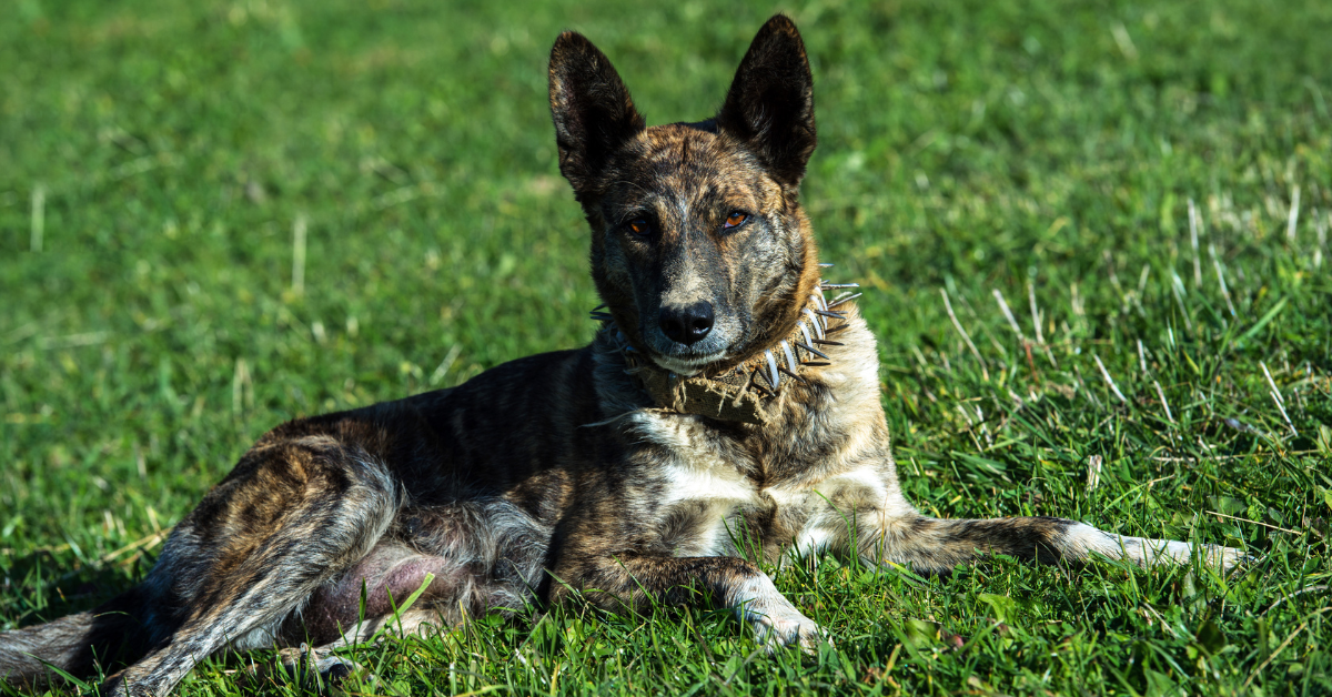 Curiosidades sobre cães de guarda que você precisa conhecer