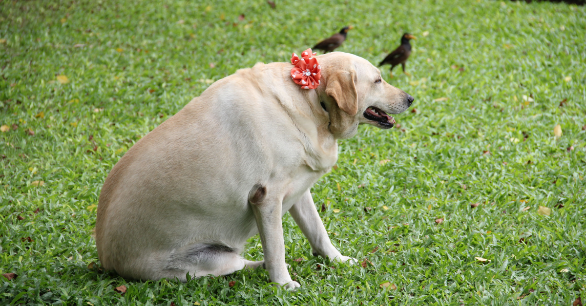 Dicas para manter o peso ideal do seu animal