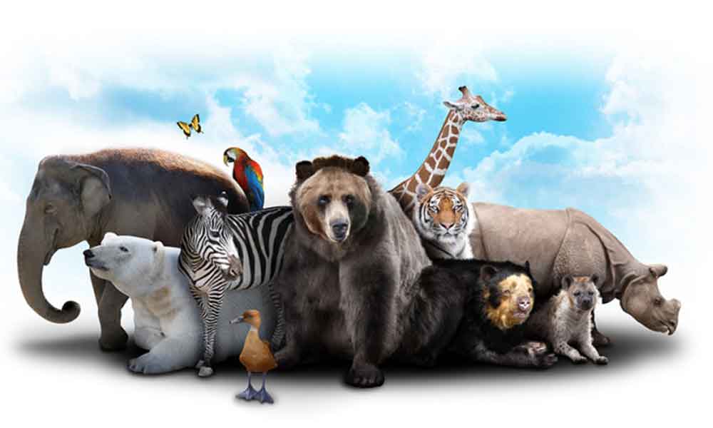 Do Bizarro ao Incrível: Curiosidades Sobre Animais Que Encantam