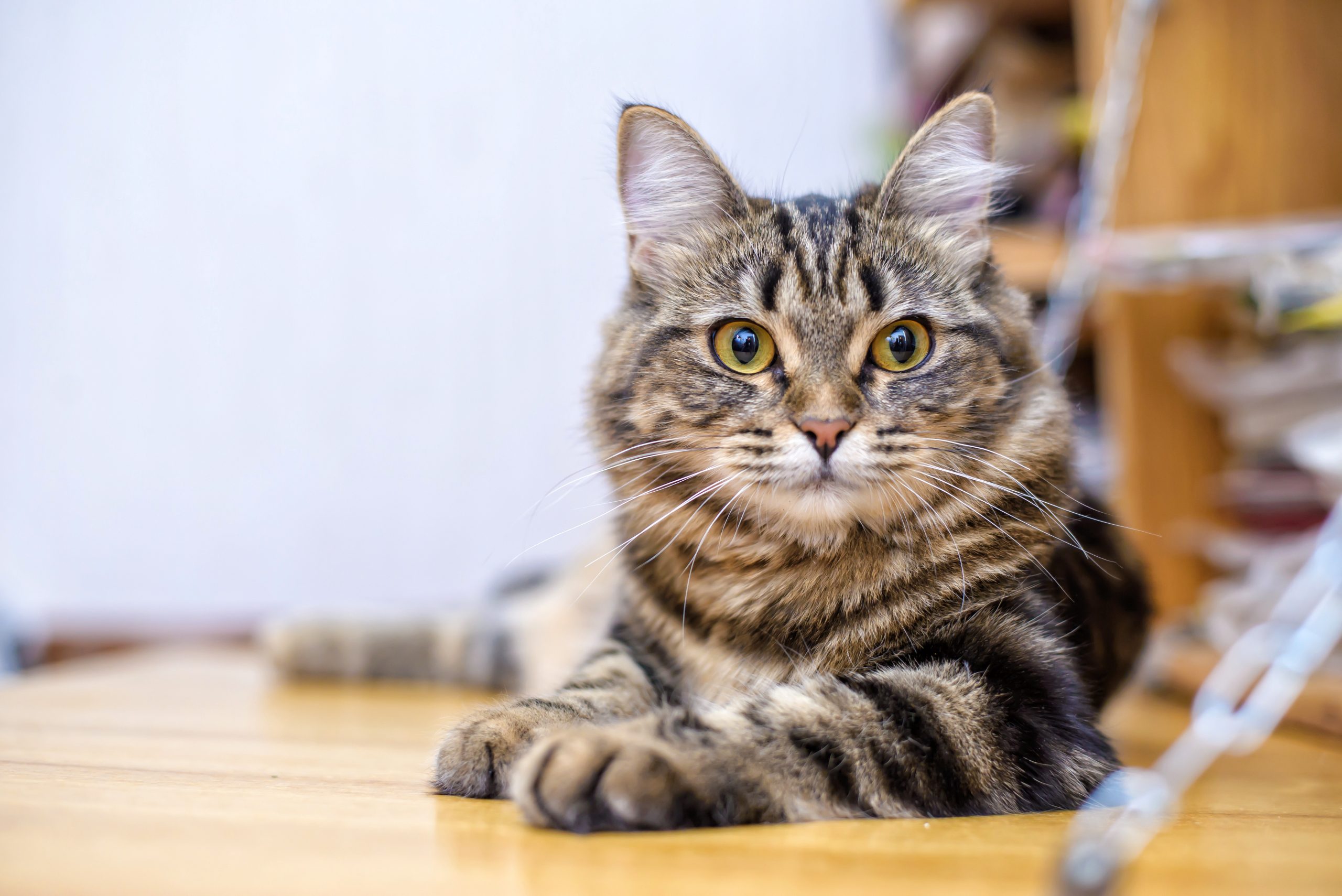 As Raças de Gatos Mais Populares no Brasil: Conheça e Encante-se