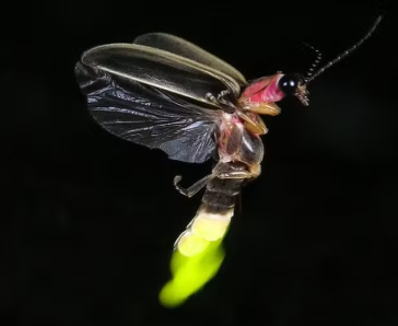 Vagalumes: Como Eles Produzem Luz e Outras Curiosidades Surpreendentes