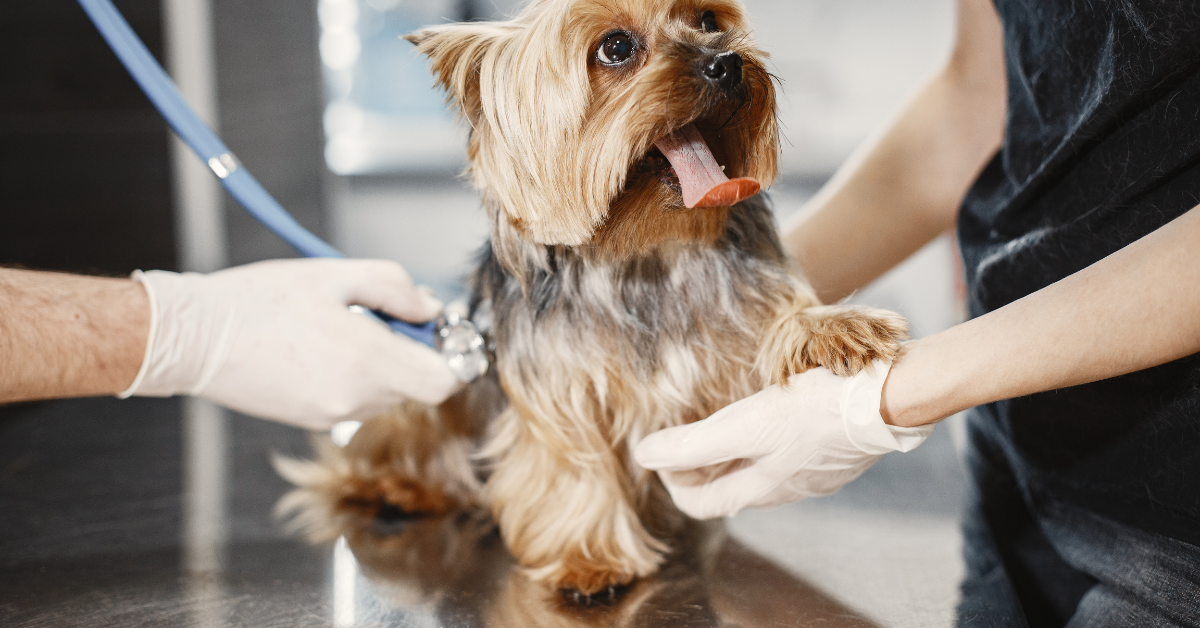 Como preparar seu pet para visitas ao veterinário