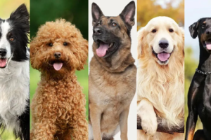 Raças inteligentes de cães: quais são as mais fáceis de treinar e por quê?