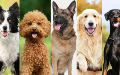 Raças inteligentes de cães: quais são as mais fáceis de treinar e por quê?