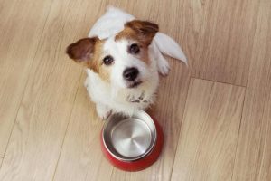 Alimentação natural vs. ração: qual é a melhor escolha para seu pet?