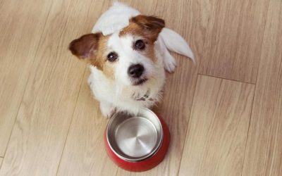 Alimentação natural vs. ração: qual é a melhor escolha para seu pet?