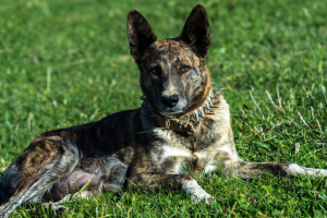 Curiosidades sobre cães de guarda que você precisa conhecer