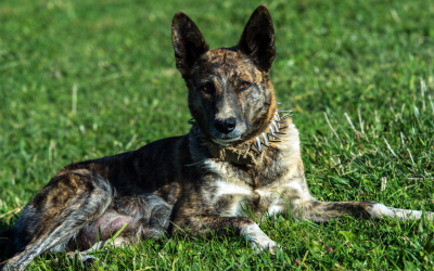 Curiosidades sobre cães de guarda que você precisa conhecer