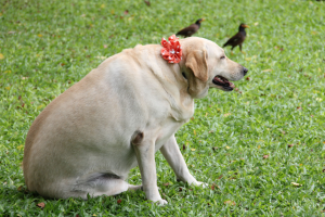 Dicas para manter o peso ideal do seu animal