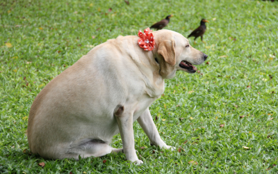 Dicas para manter o peso ideal do seu animal