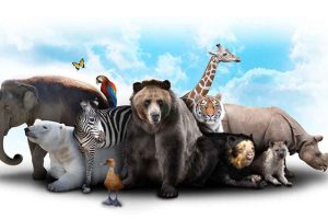 Do Bizarro ao Incrível: Curiosidades Sobre Animais Que Encantam