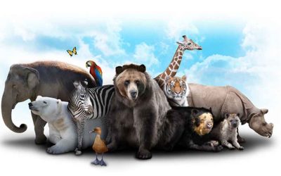 Do Bizarro ao Incrível: Curiosidades Sobre Animais Que Encantam
