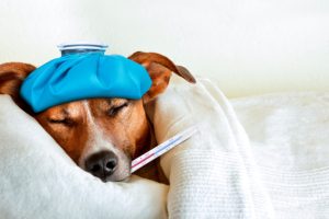 Principais Doenças que Podem Afetar Cães e Como Preveni-las