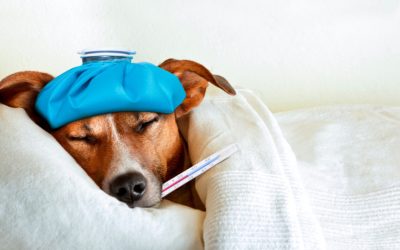 Principais Doenças que Podem Afetar Cães e Como Preveni-las