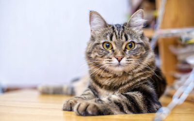 As Raças de Gatos Mais Populares no Brasil: Conheça e Encante-se