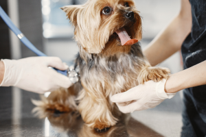 Como preparar seu pet para visitas ao veterinário