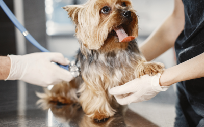 Como preparar seu pet para visitas ao veterinário
